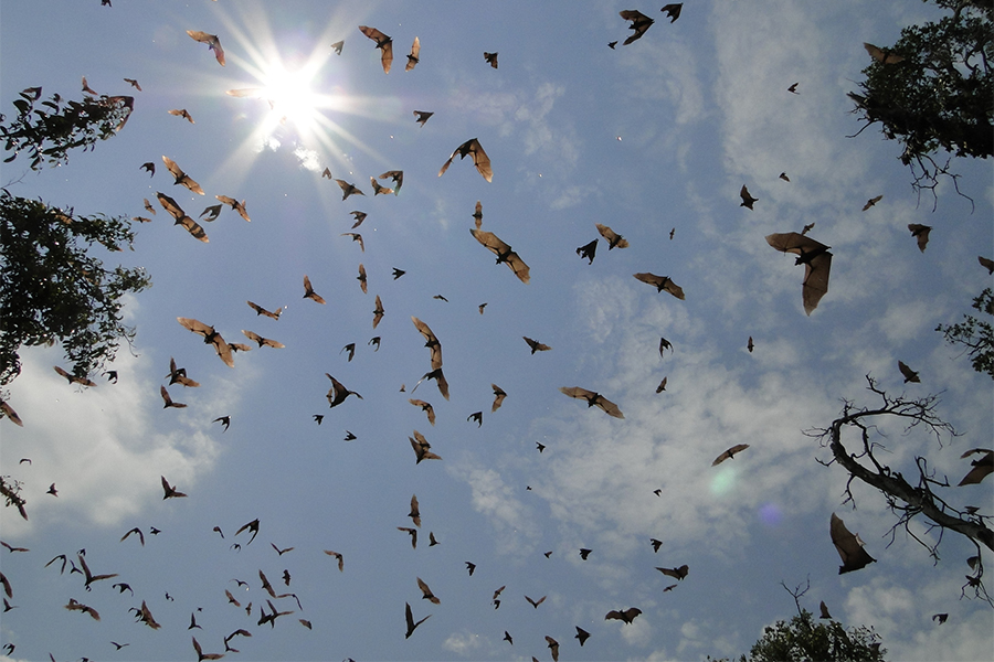 Thousands of bat migrate from the Congo to Kasanka National Park in Zambia.