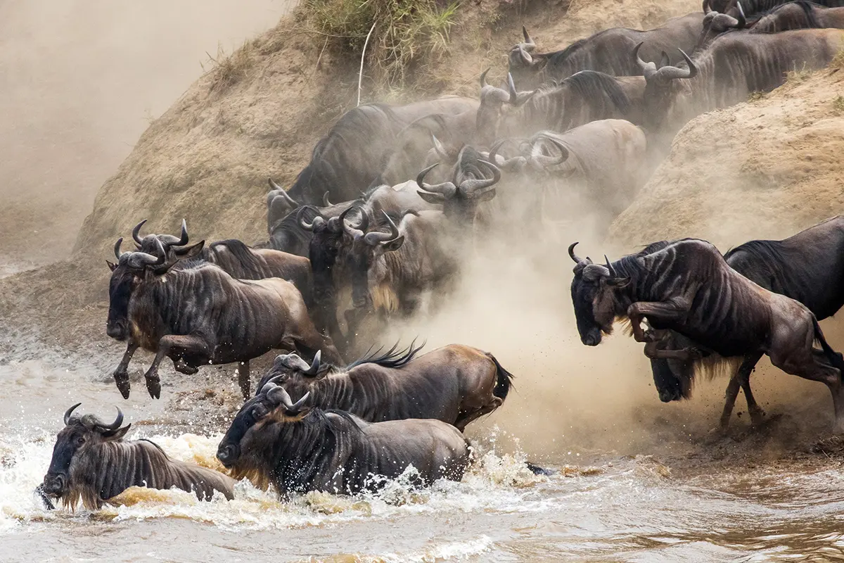 Annual Wildebeest Migration Safari Serengeti