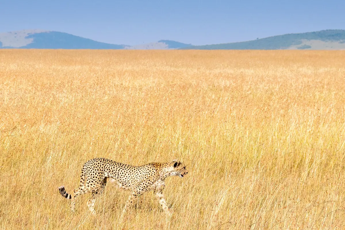 Leopard in the wide open Masai Mara savannah