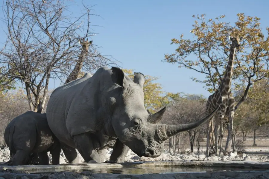 Rhino in Etosha National Park, Namibia | Go2Africa