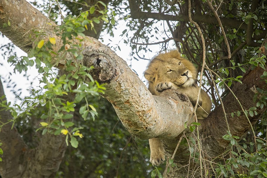 Lion lies on a tree branch in Queen Elizabeth National Park, Uganda.