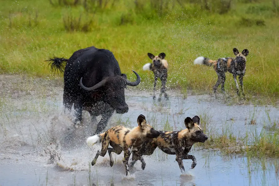 Buffalo and wild dog in Moremi Game Reserve, Botswana | Go2Africa