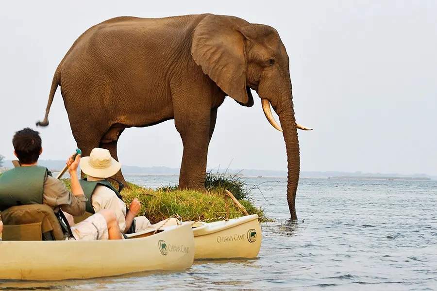 Couple canoeing on the Zambezi River encounter an elephant in the water in Zambia.