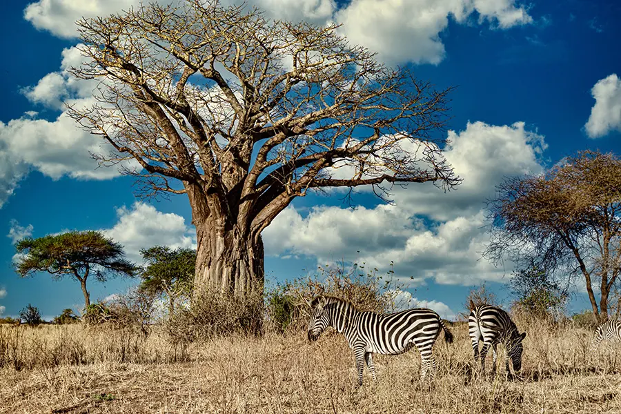 Zebras standing near a baobab tree in Zimbabwe.